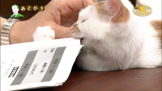 Illustration for article titled When You're a Cat, Serious Television Can Be Tricky